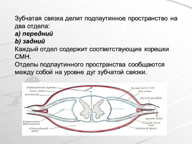 Зубчатая связка делит подпаутинное пространство на два отдела: a) передний b) задний Каждый отдел